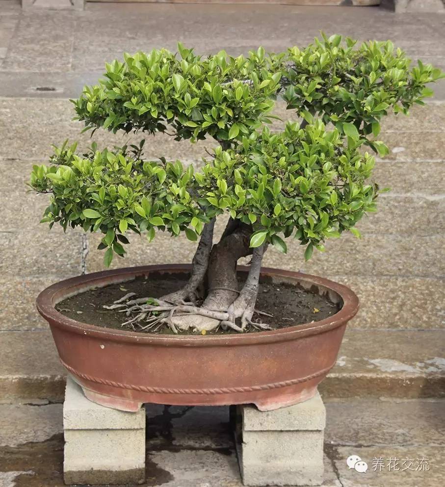 家庭的所有榕树盆栽,家庭养的榕树有什么品种
