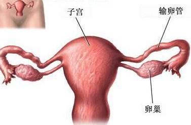 排卵期导致不孕怎么办,排卵期正常但是还不孕