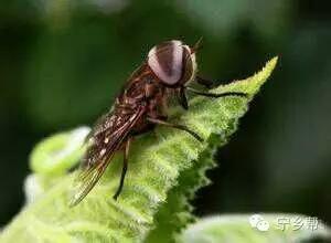 湖南乡村记实《童年杂记——虫伴》，值得一读！