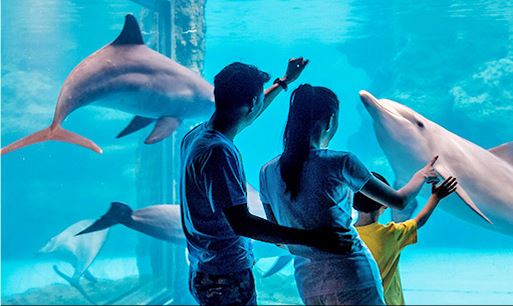 带小孩珠海长隆海洋王国攻略最新,暑假母子俩游览珠海长隆海洋世界