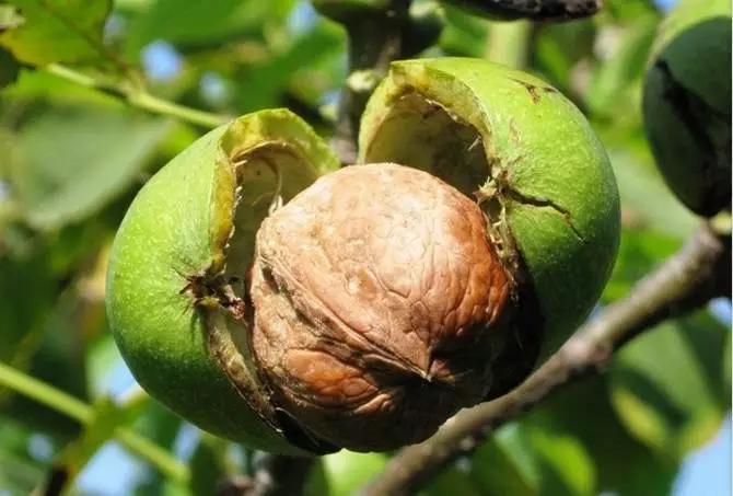 吃核桃用的钳子,吃核桃吃生的还是吃熟的