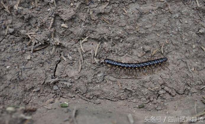 浣犺寰楀嚭鐙楃嫍鐨勫搧绉嶅悧,浣犺寰楀悧鍘熺増瑙嗛
