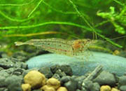 观赏虾十大入门级,观赏虾最漂亮的一种