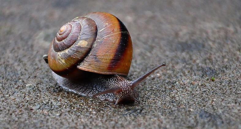 蜗牛有自愈功能么,蜗牛的生理缺陷