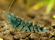 观赏虾十大入门级,观赏虾最漂亮的一种