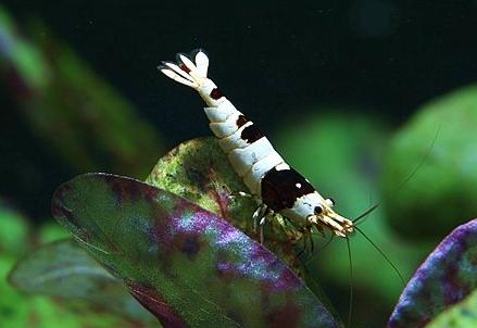 观赏虾十大入门级,观赏虾最漂亮的一种