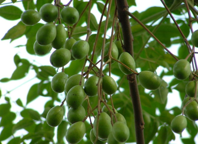 构树皮怎样治皮肤病,构树皮怎么用治皮肤病