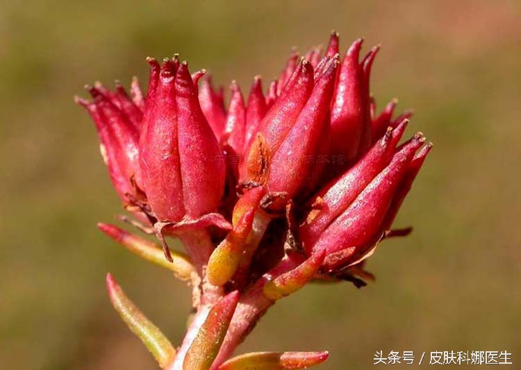 高原人参是哪味药,人参怎么吃才补气养血