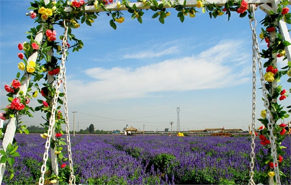 北京薰衣草庄园人间花海,京津冀薰衣草基地