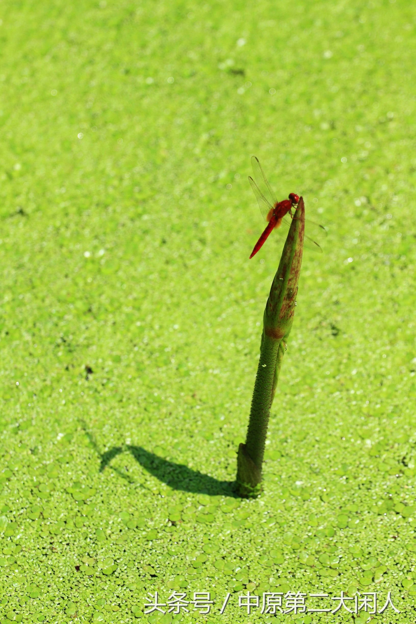 童年趣事抓蜻蜓400字作文,童年趣事抓蜻蜓的作文600字