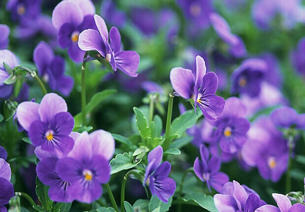 中药祛痘面膜配方大全,中药面膜祛痘真的有用吗