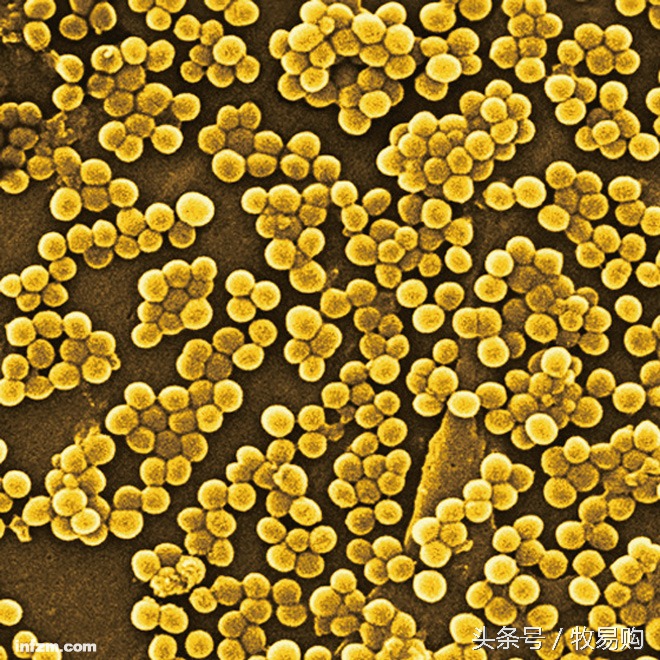 狗狗脓皮症掉毛最有效的治疗办法,狗狗得了皮肤病可以抹药膏吗