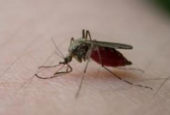 哪种血型招蚊子哪种血型不招蚊子,什么血型招蚊子什么血型不招蚊子