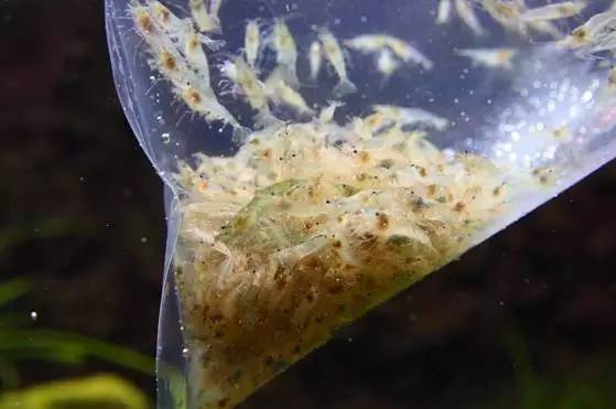 世界第一大淡水鱼类排名,世界第一淡水观赏鱼有哪些