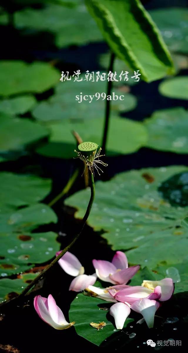 荷花酒,荷花图片