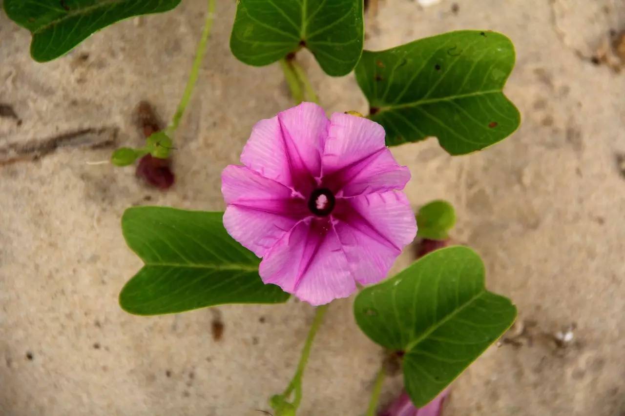 路虎揽胜漳州,揽胜海洋之心