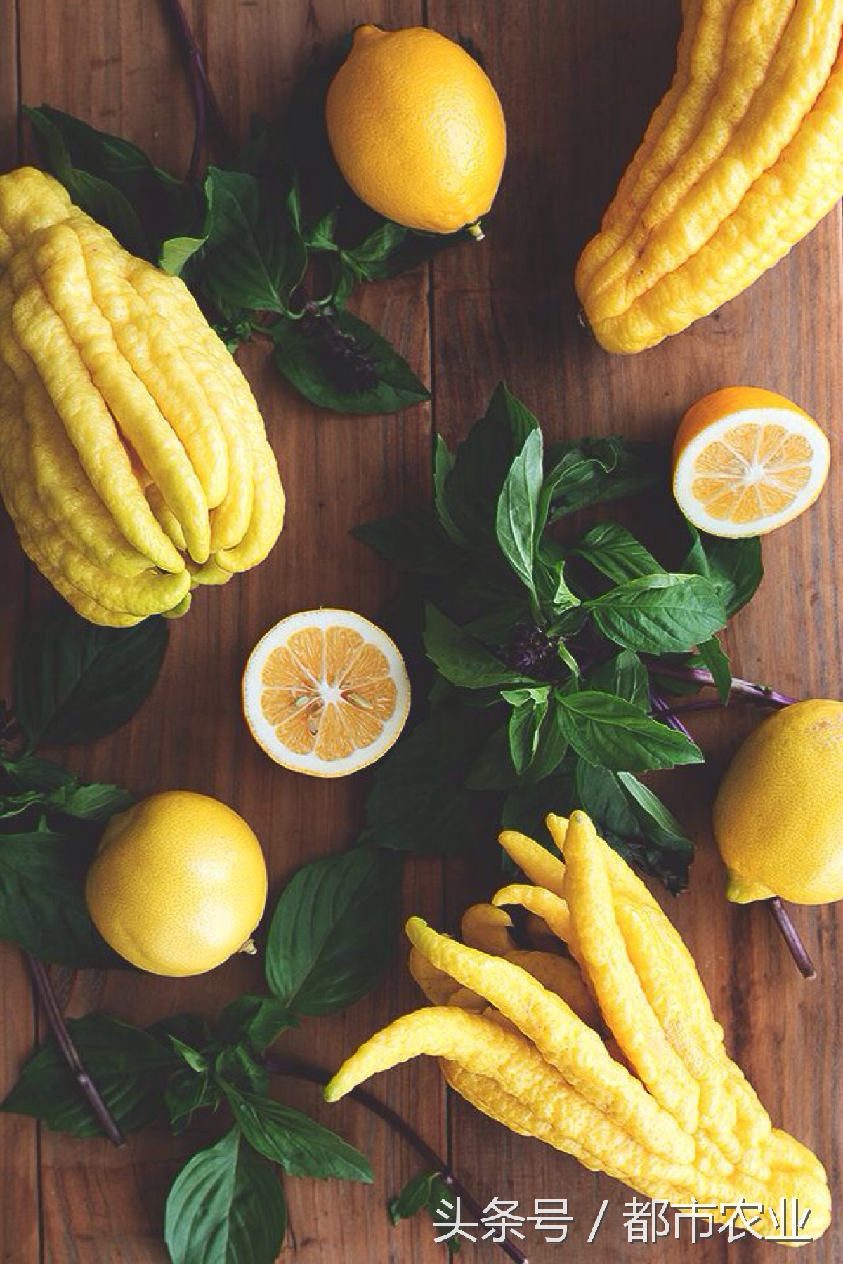 佛祖祝福之瓜——佛手瓜