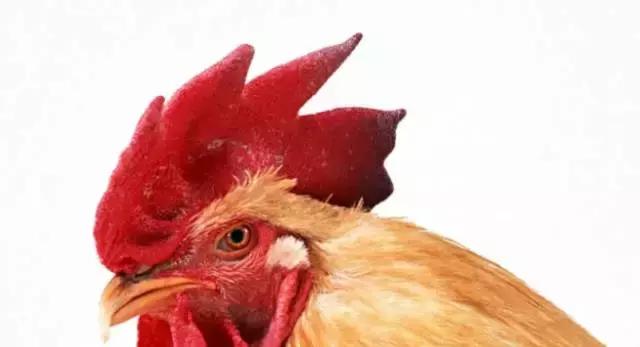 比国家队奥运队服还要丑的，是我国的奥运酒...