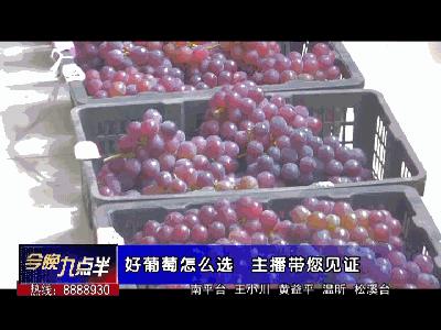 闽北葡萄又一村，教您如何挑选葡萄王