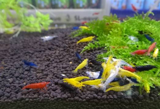 世界第一大淡水鱼类排名,世界第一淡水观赏鱼有哪些