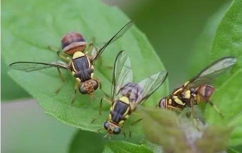 柑橘8月份病虫害防治,8月柑橘病虫害防治