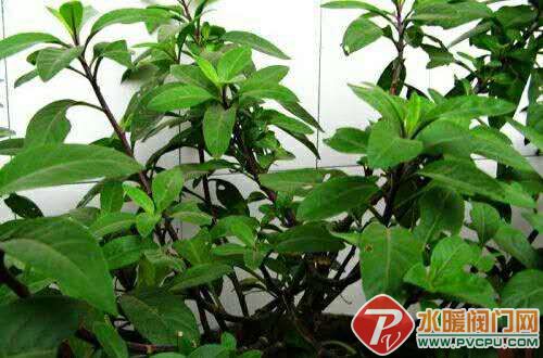 炎炎夏日解暑好东西,炎炎夏日清凉解暑美食