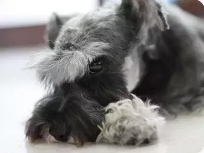 怎样挑选一只好的雪纳瑞犬,如何挑选一只适合家养的雪纳瑞