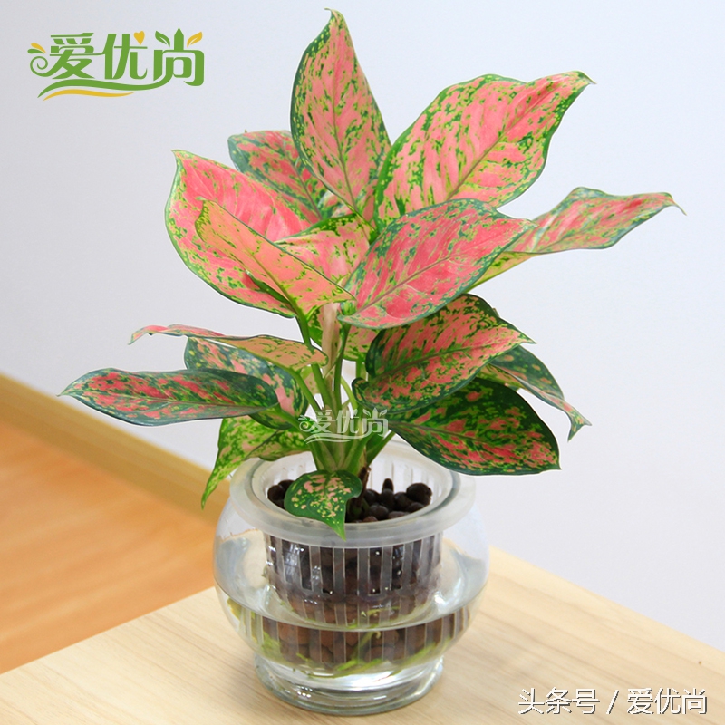 超实用水培植物怎么养,最适合懒人养的4种水培植物