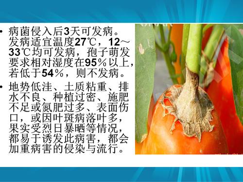 防治朝天椒炭疽病,辣椒炭疽病属于真菌还是细菌