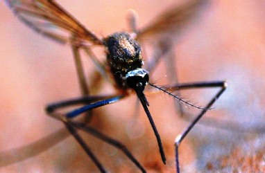 蚊刑到底多恐怖,蚊刑到底有多严重