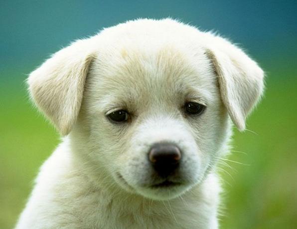 狗狗不在发情期那个地方也是肿胀的？家长们可不能视而不见啊！