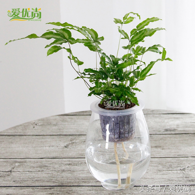 超实用水培植物怎么养,最适合懒人养的4种水培植物