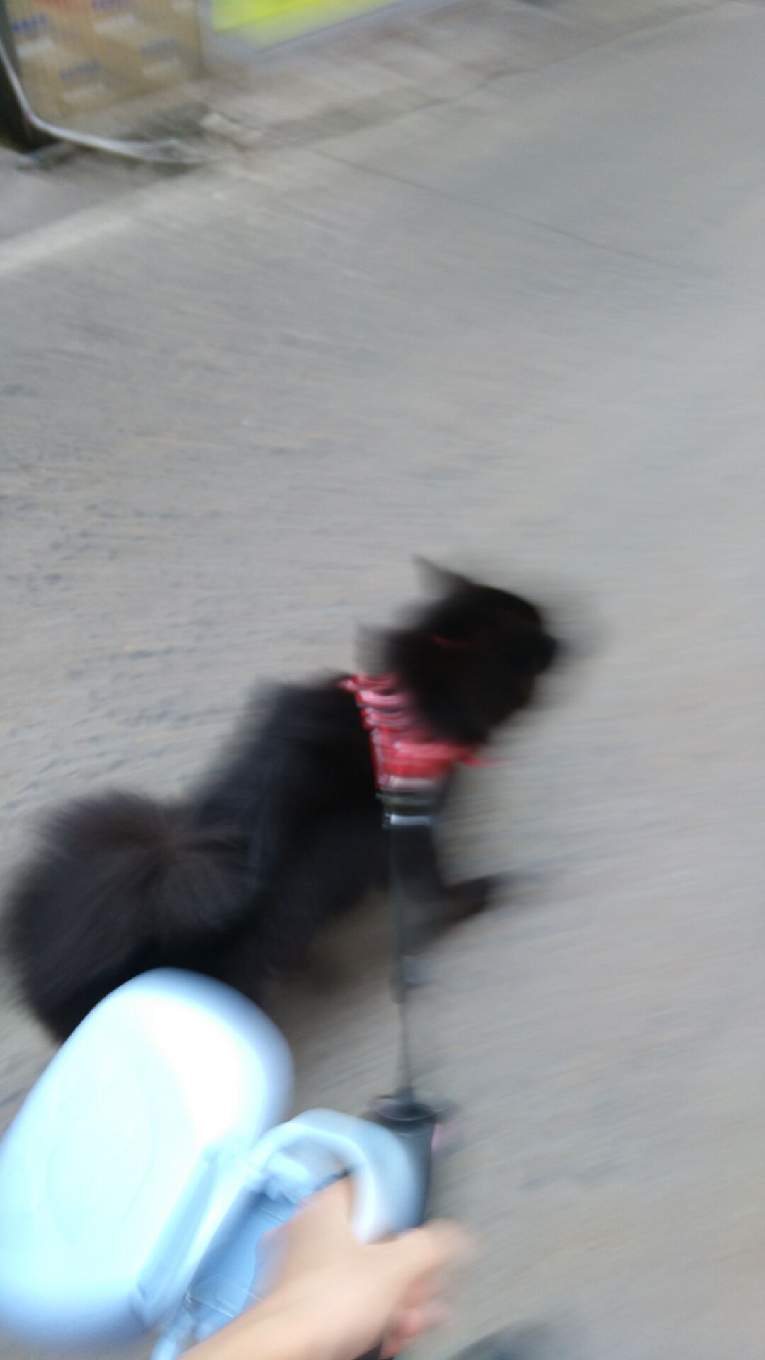 狗狗吃火腿肠包装袋能拉出来吗,狗狗把火腿肠的皮和环吞了怎么办