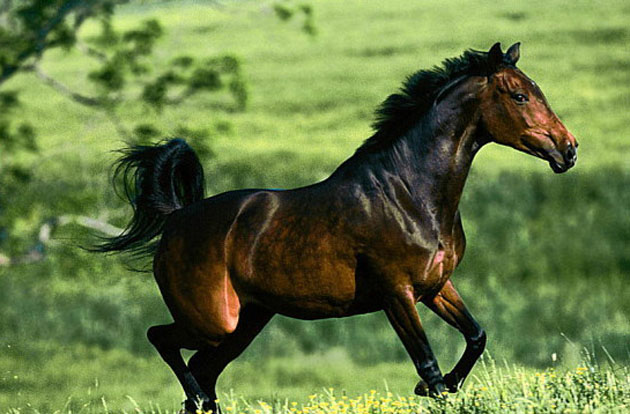 为啥汗血宝马这么出名,国外的汗血宝马为什么那么大