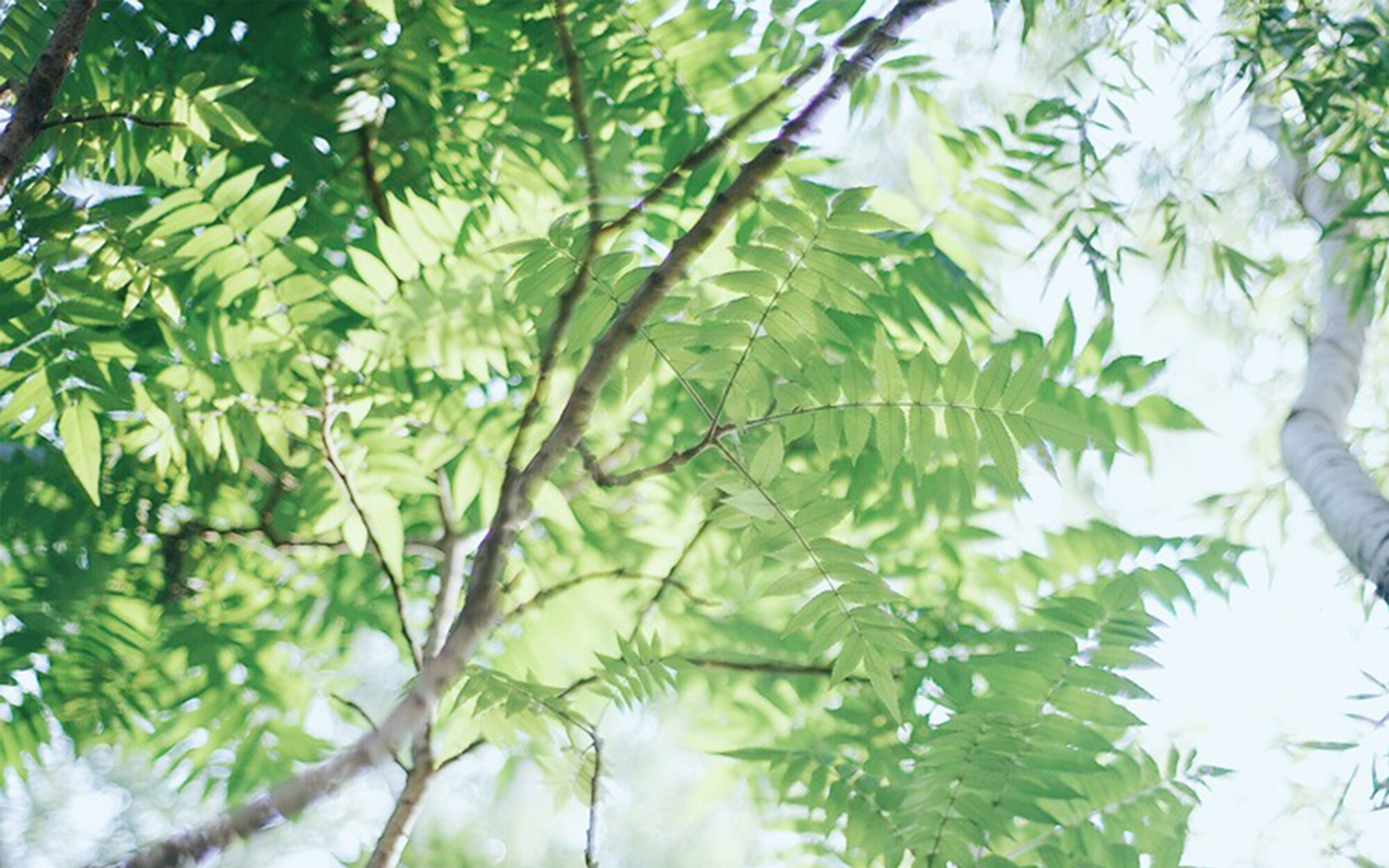 爱情语录倘若能够忘却我愿携爱而行