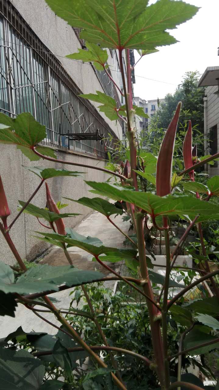 糖尿病人可以吃的蔬菜都有哪些呢,糖尿病患者可以吃什么蔬菜和水果