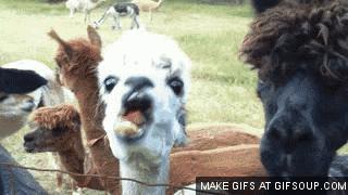 出差要注意的东西,国外黑暗料理