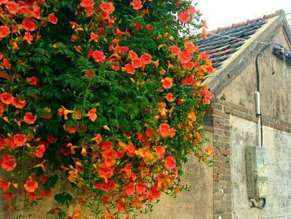 花朵语录唯美句子,夕阳西下花朵的唯美句子