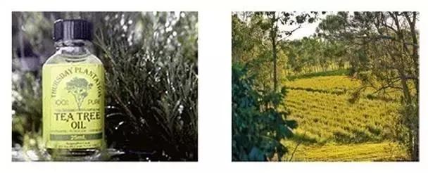 澳洲星期四农庄茶树祛痘凝胶,澳洲星期四农庄茶树精油祛痘膏