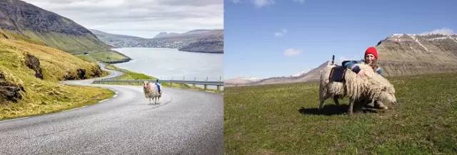 靠着七万只绵羊，这个世外桃源终于有了谷歌街景地图