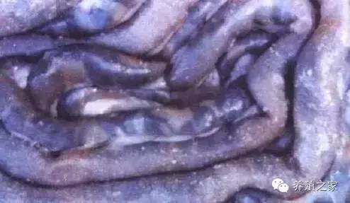 最全羊寄生虫病图谱及治疗处方（珍藏版）？