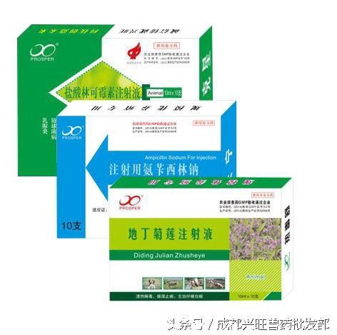 猪产科疾病,乳房炎防治方案