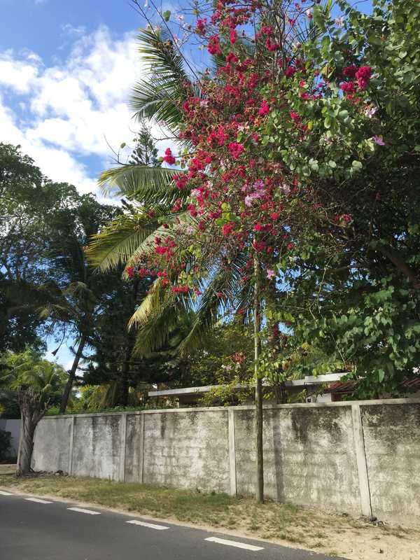 七彩世界毛里求斯游记,人间天堂的花园毛里求斯