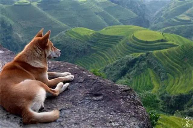 土狗再忠心也比不了宠物狗,为什么土狗越来越遭人嫌弃