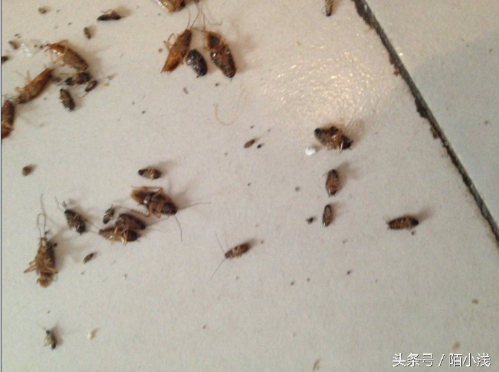 墙内飞蚁消灭最简单方法,有什么方法驱赶蚂蚁最有效