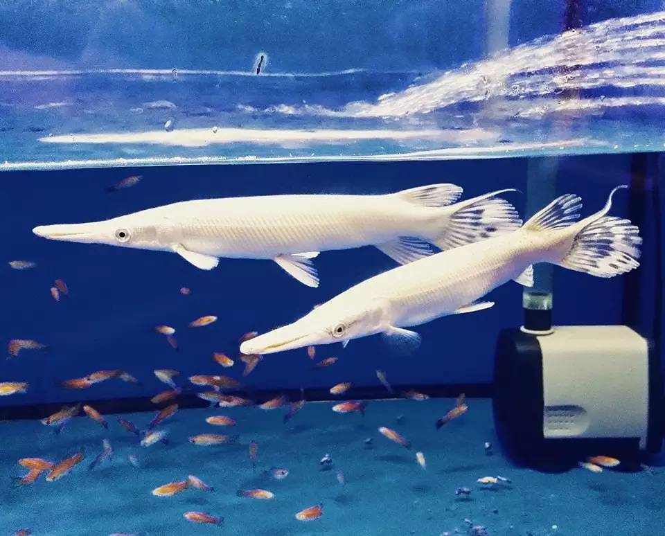 嘿，我养了一堆特殊鱼类，你要看看么？