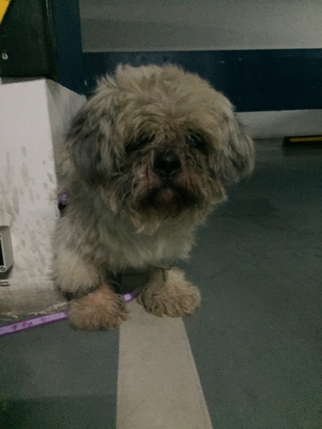 别让试纸草率地夺去猫狗的命！