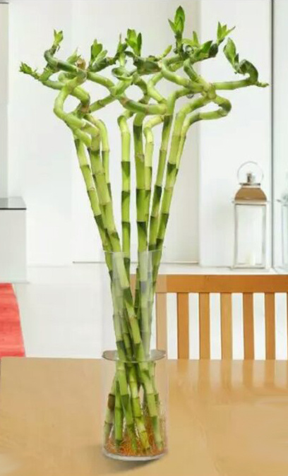 家里转运风水植物可以养哪些,风水摆放哪些植物招财转运