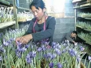 花草之精灵——此西红花，非彼红花