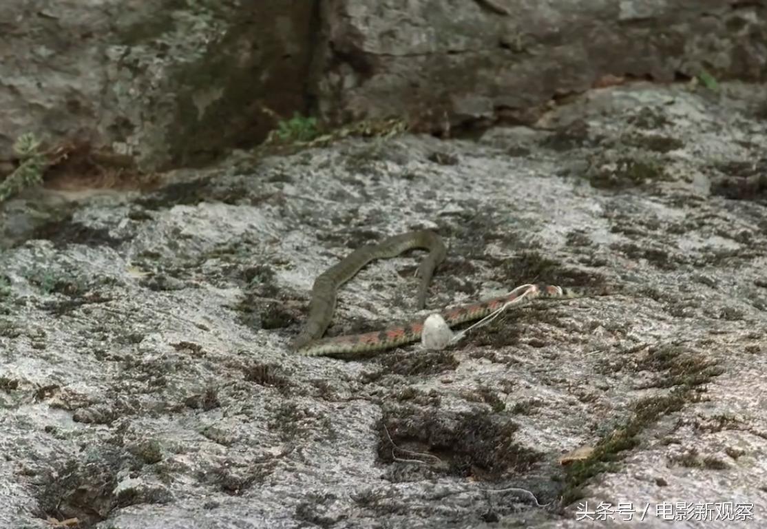 老金剪头发的视频,老金头的作品